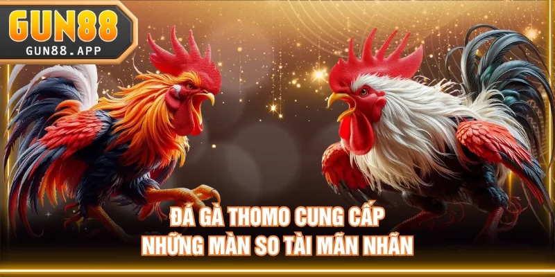 Đá gà Thomo cung cấp những màn so tài mãn nhãn