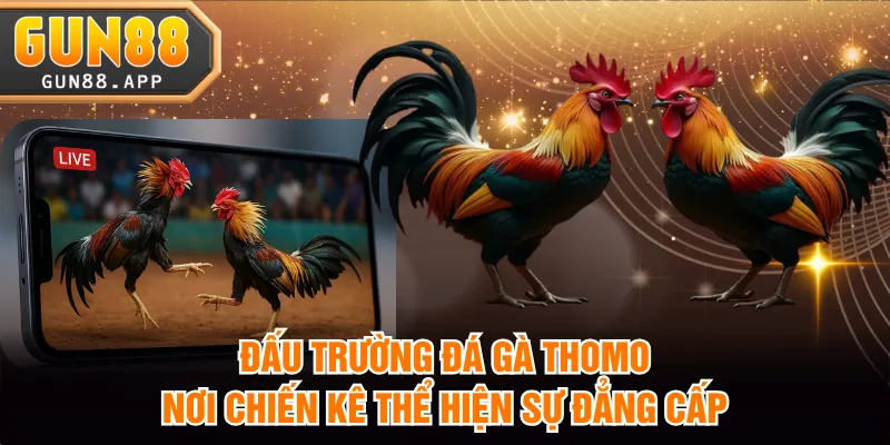 đá gà Thomo